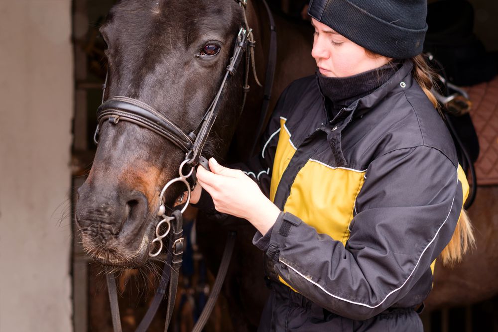 Person fitting bridle to horse in stable.