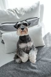 Cute purebred dog standing on hind legs