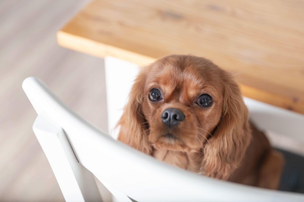 Cavalier spaniel sitting on chair in the kitchen