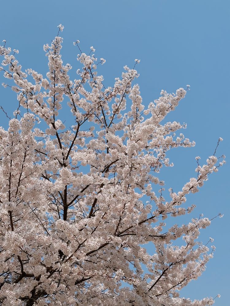 cherry blossoms