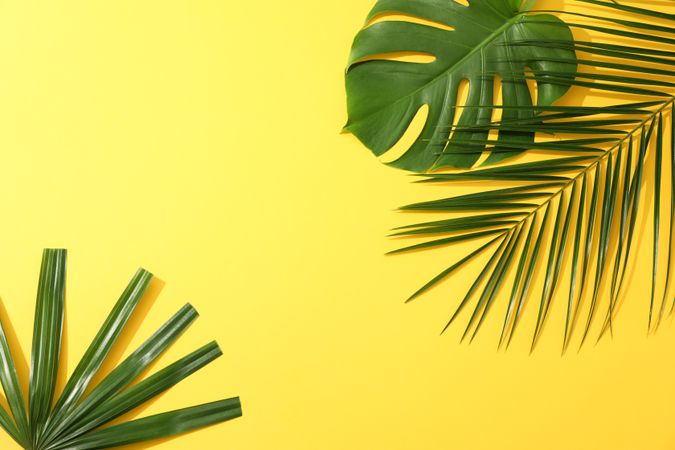 Different palm leaves on yellow background, copy space