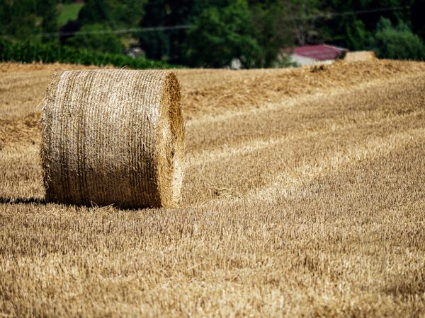 Cylinder-shaped hay bales in the fields of Alsace.