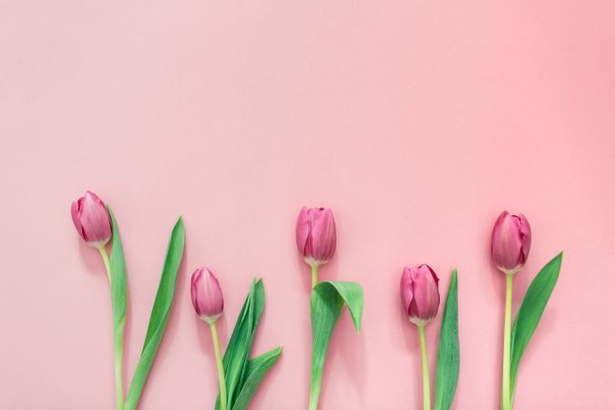 Pink tulips on clear background