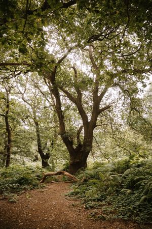 High trees in summer forest