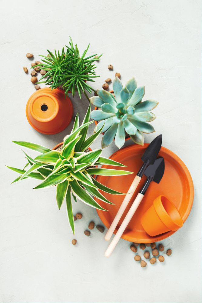 Top view of succulents and small pots