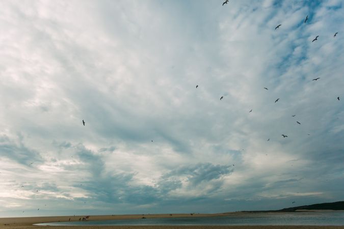 Birds over beach on cloudy day