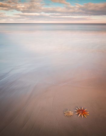 Starfish on sandy coast near sea