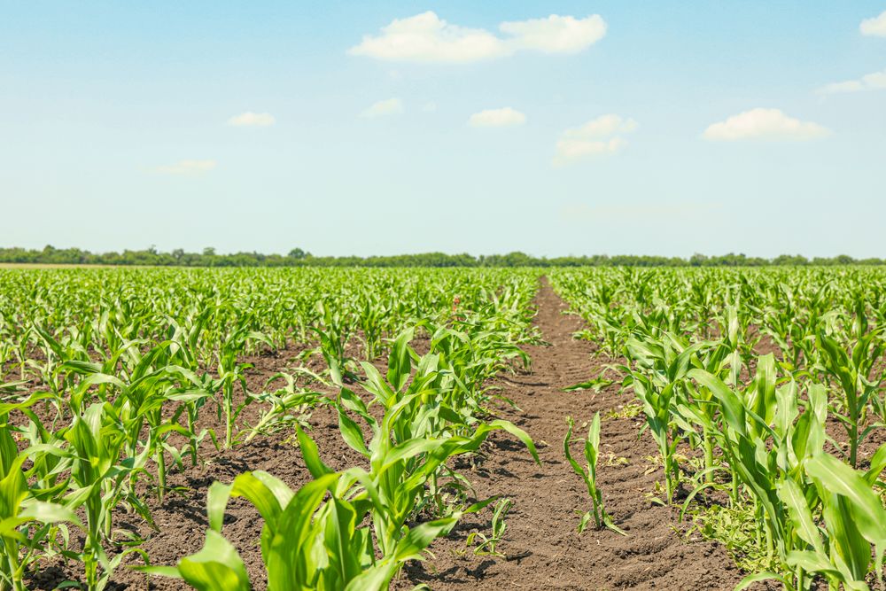 Green corn field against sky, space for text. Agriculture