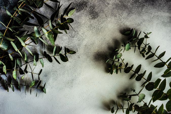 Bunch of eucalyptus leaves on stone background
