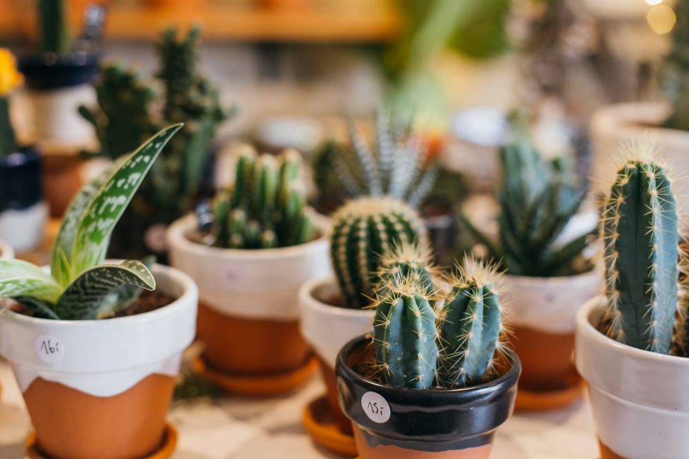Cute cacti and plants on display in flower shop