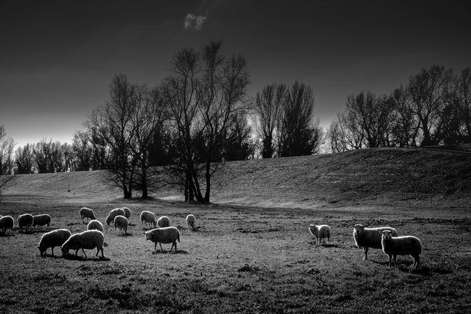 Sheep in a field