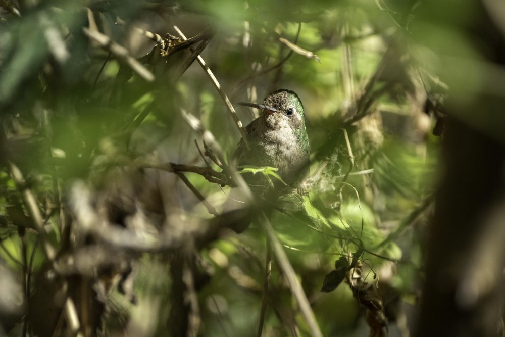 Hummingbird at Arizona-Sonora Desert Museum in Tucson, Minnesota