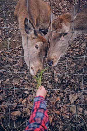 Crop person feeding deer in park