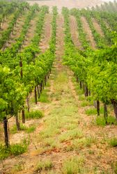 Beautiful Wine Grape Vineyard In The Morning Sun