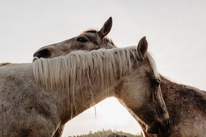 Funny horses on meadow
