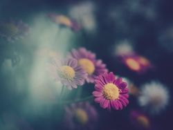 Pretty flower growing in garden