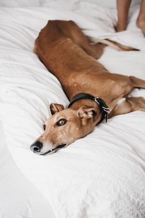 Funny dog resting on bed near human
