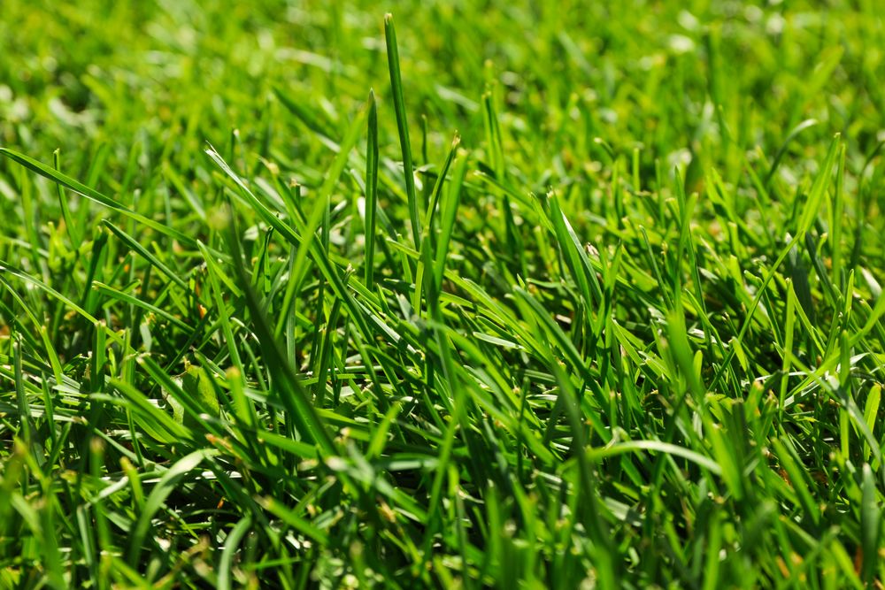 Fresh green grass texture. Natural background, close up