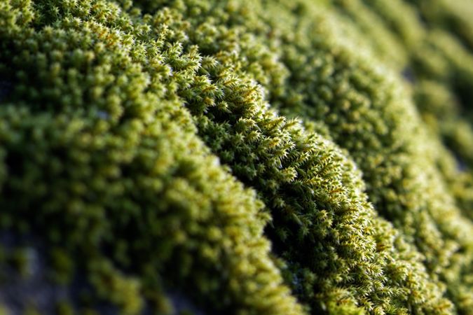 Green growing moss texture