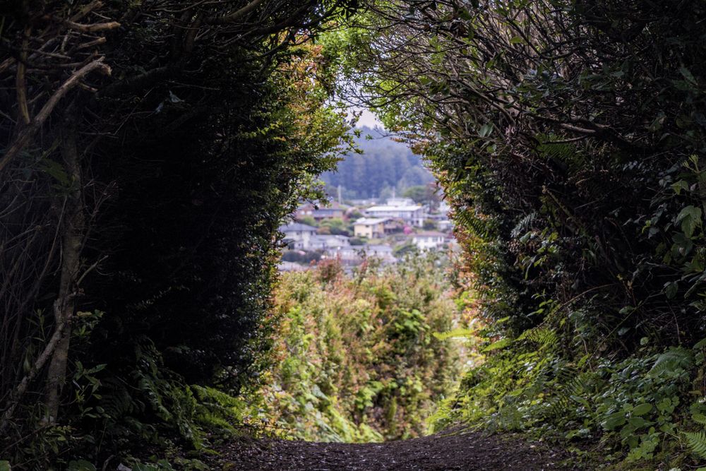 Opening of bushes over looking town
