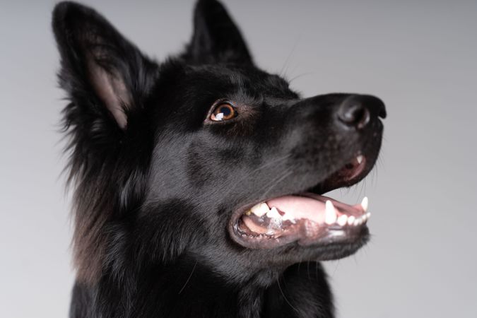 Portrait of older dark brown german shepherd dog