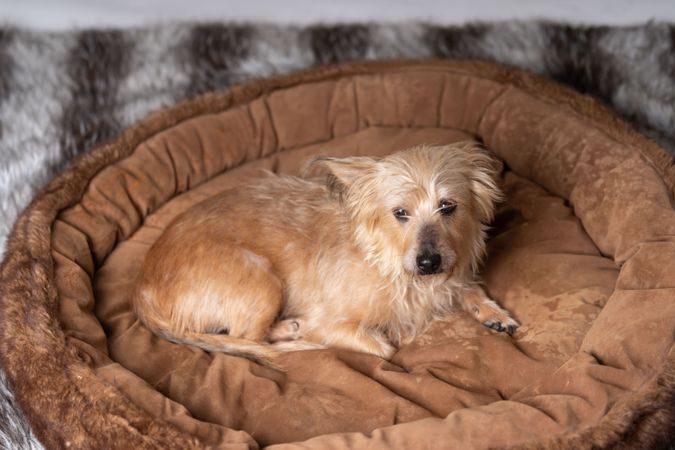 Norfolk terrier in brown pet bed