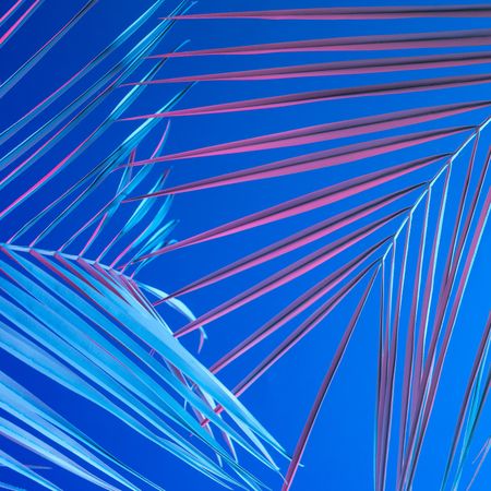 Tropical leaves in bold pink and blue gradient holographic neon colors on bright blue background