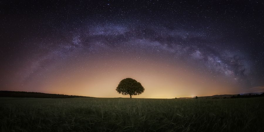 Dry tree in high grass under starry sky