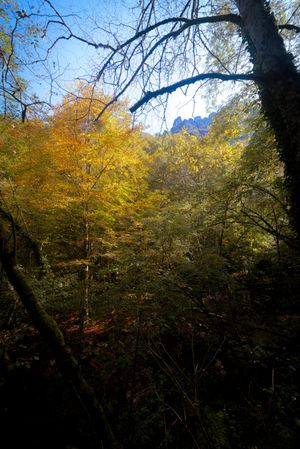 autumn forest with evergreen