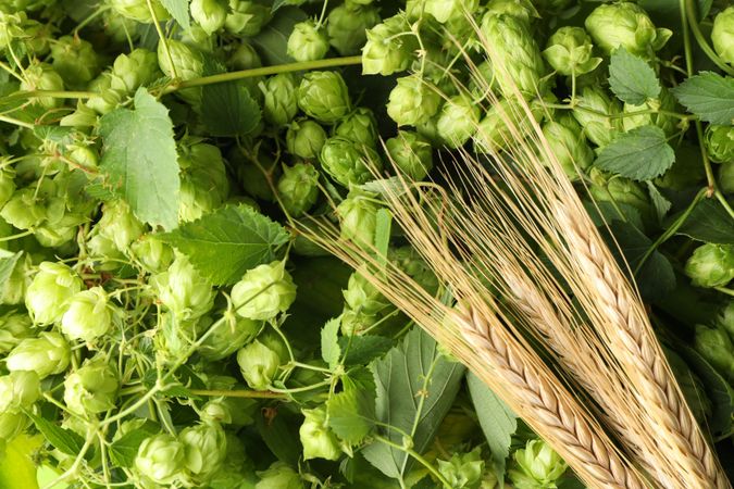 Spikelets on hop cones background, top view