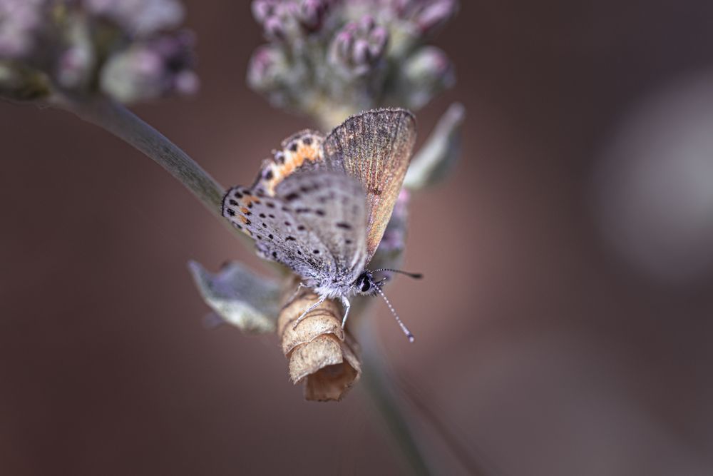 Side view of butterfly on green and pink plant