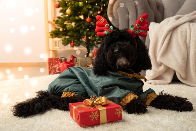 Concept of Merry Christmas, funny Christmas dog