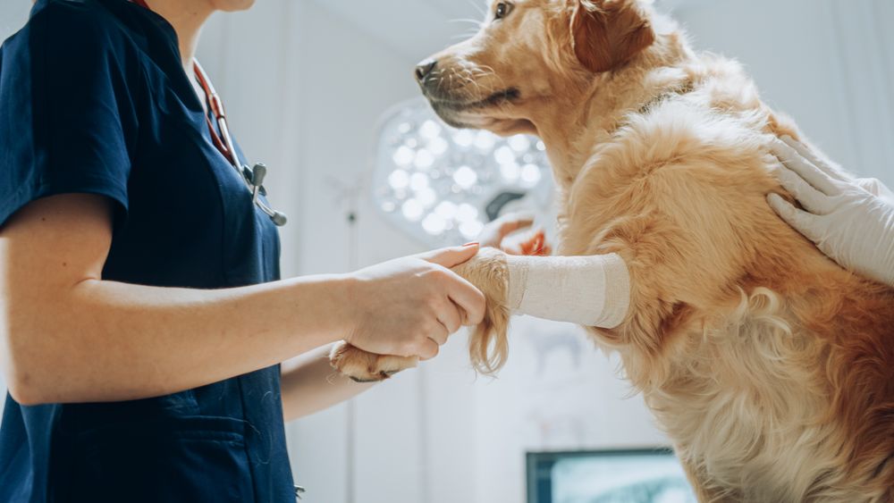 Close Up of a Female Veterinarian Treating a Hurt Foreleg on a Calm Golden Retriever.