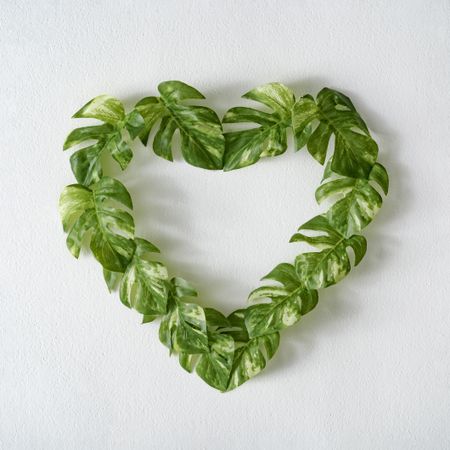 Heart of monstera leaves on light  background