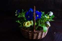 Basket of flowers