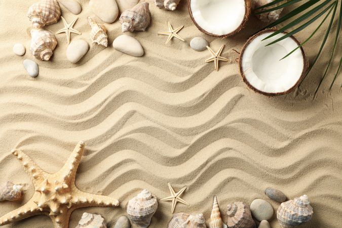 Seashells, stones, starfishes, coconut and palm branch on sea sand background, space for text