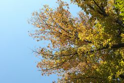 Tree with yellowed leaves against blue sky, space for text