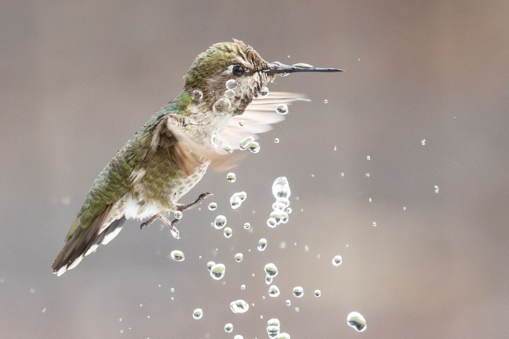 Beautiful Immature Male Anna's Hummingbird Enjoying The Water Fountain