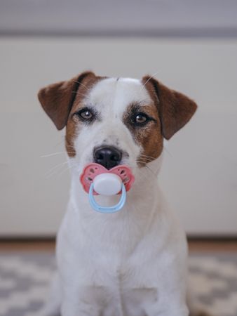 Dog with pacifier