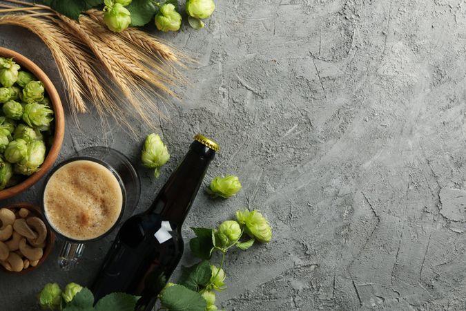Beer, hop and wheat on gray background