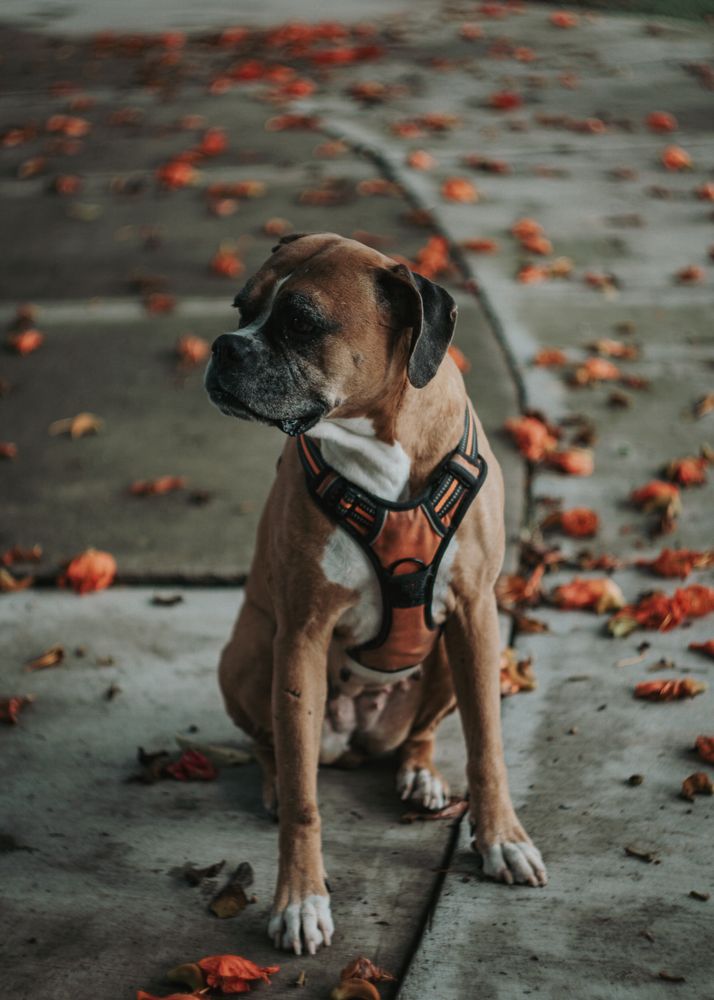 Domestic dog sitting in street