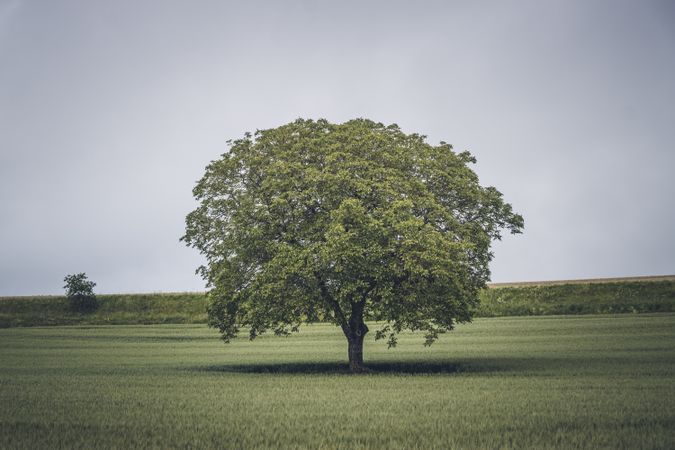 Large sprawling tree in green field