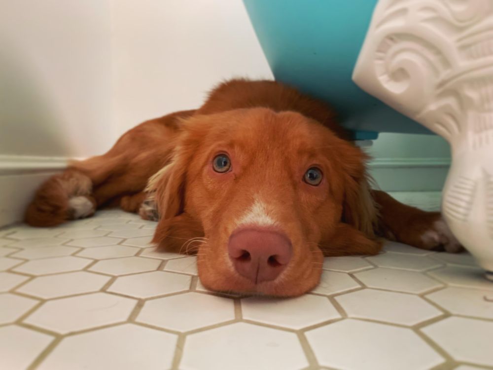 Brown pointing dog on ceramic floor tiles