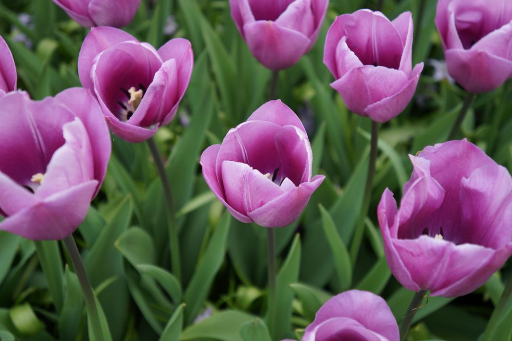 Purple flowers with green leaves
