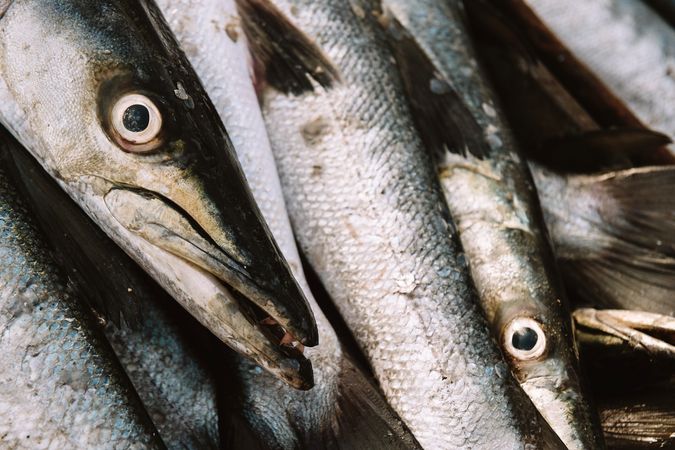 Fresh fish placed in heap