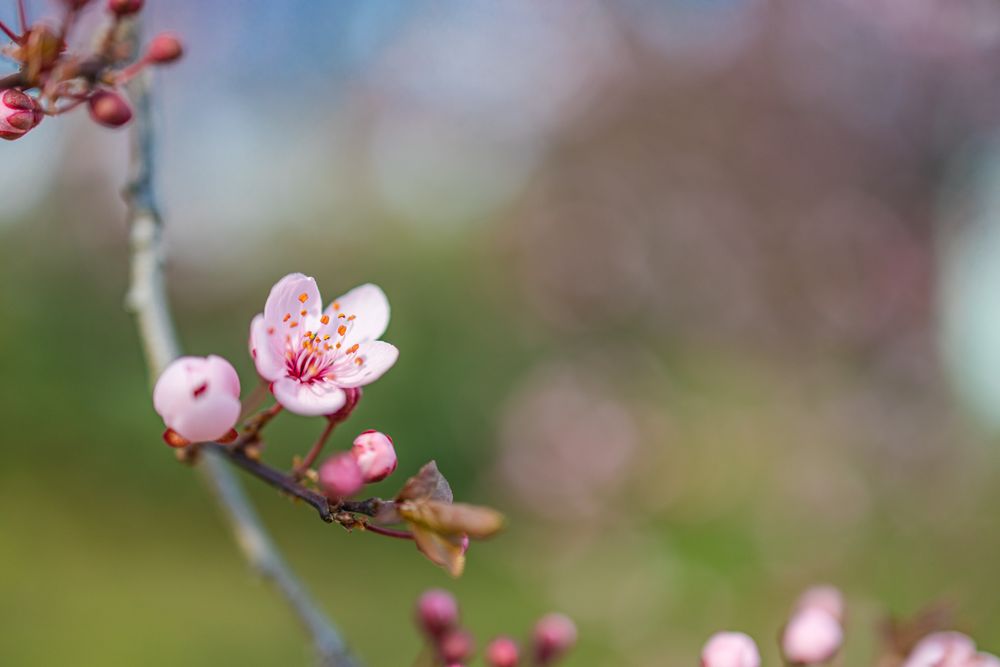 Branch with cherry blossoms buds and flowers and copy space