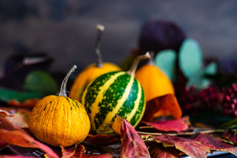 Side view of autumn gourds