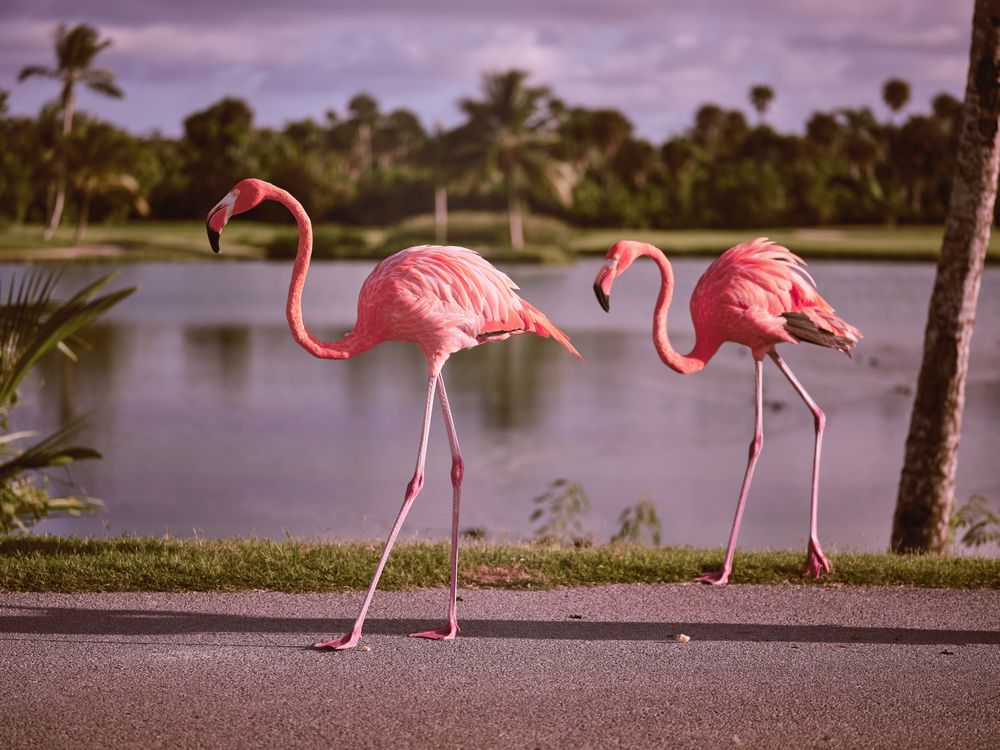 Pink flamingos strolling near pond in park