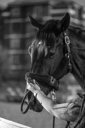 Grayscale photo of horse with leash on