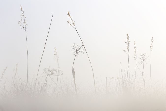 Transparent golden twigs on bright sky